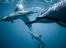 Milan sports-魔术4人20+击退猛龙 贝恩32分英格拉姆空砍35分